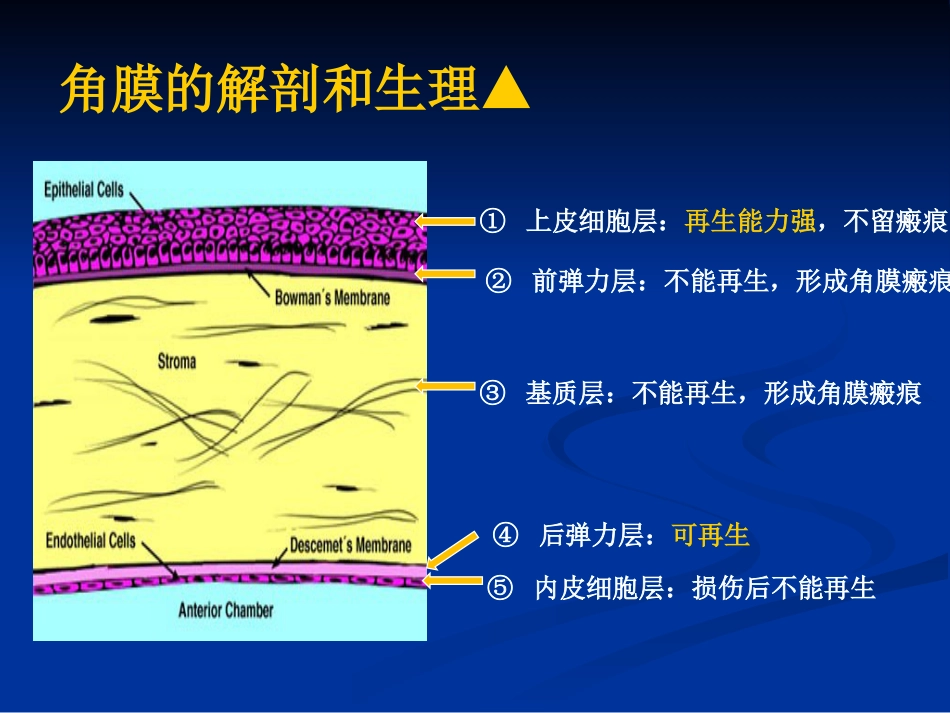角膜炎_第2页