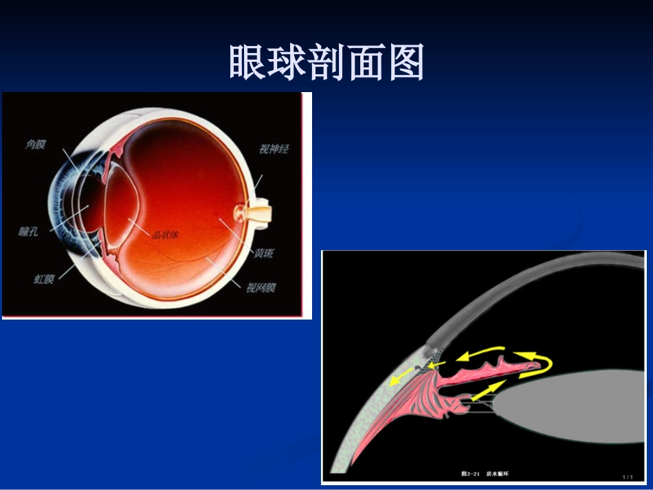 急性闭角型青光眼的诊断与治疗剖析_第3页