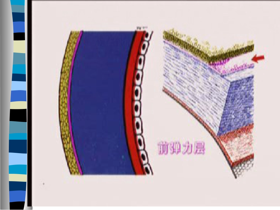 角膜病护理PPT课件_第3页