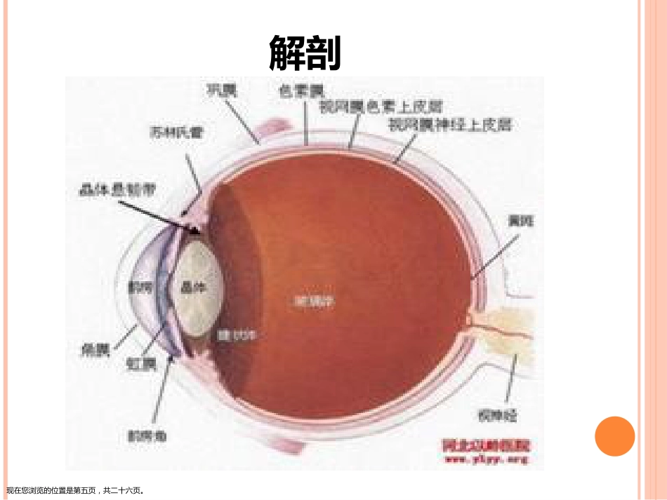 角膜移植术_第5页
