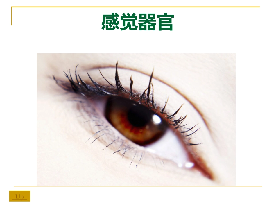 感觉器-眼_第1页