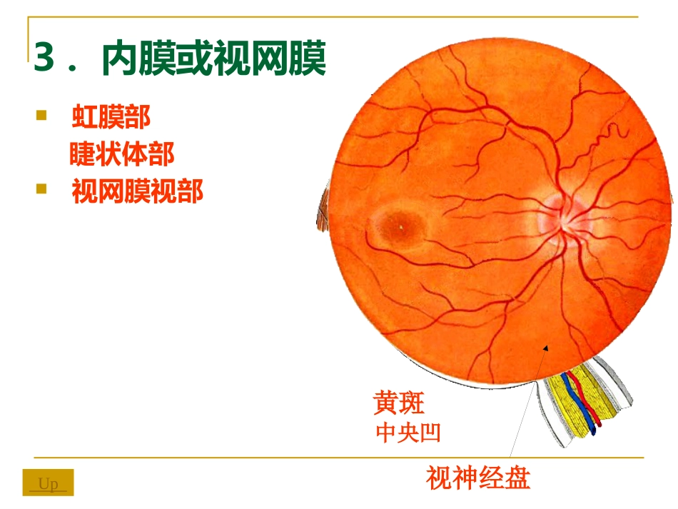 感觉器-眼_第14页