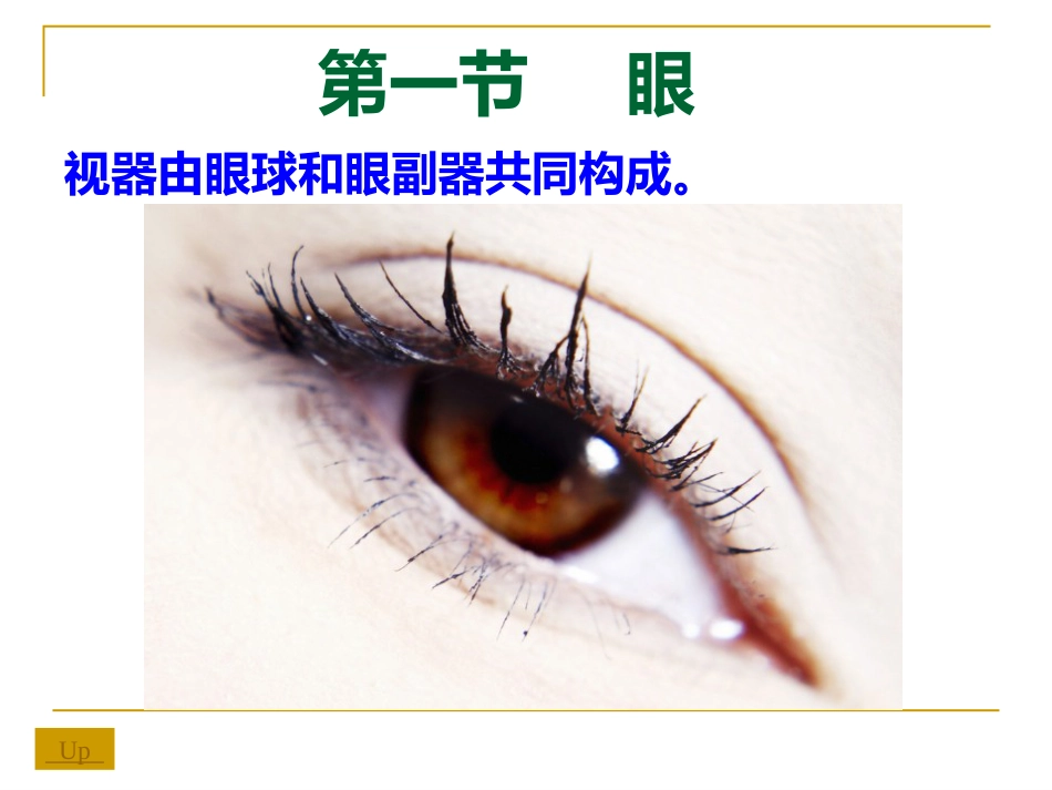 感觉器-眼_第3页