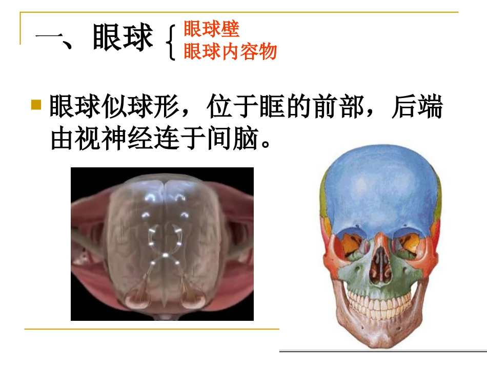 感觉器-眼_第4页