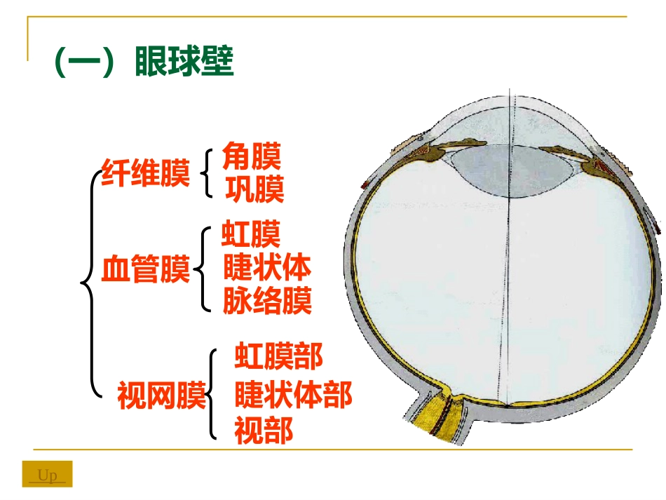 感觉器-眼_第5页