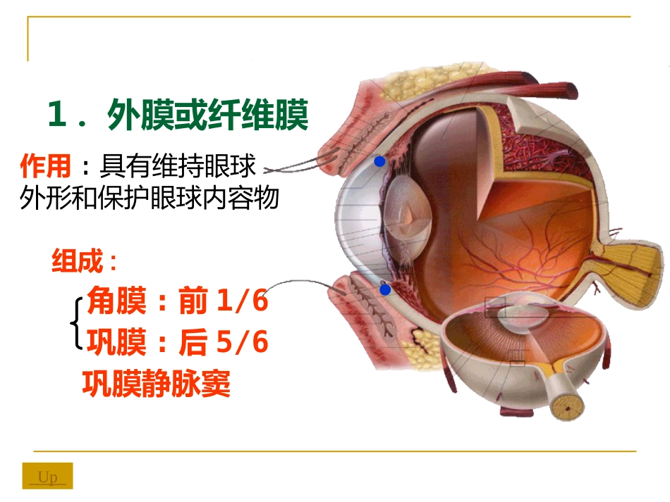 感觉器-眼_第6页