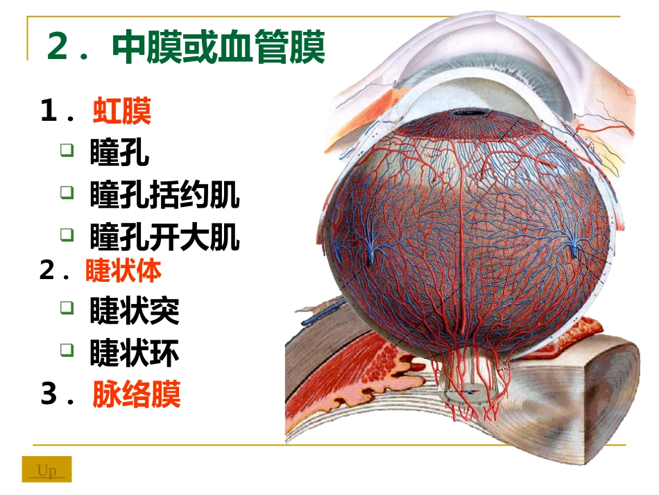 感觉器-眼_第9页