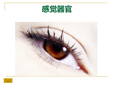 感觉器-眼