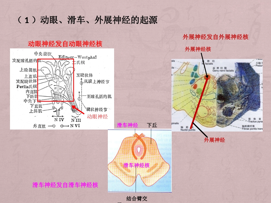 核性和核下性眼球运动障碍_第2页