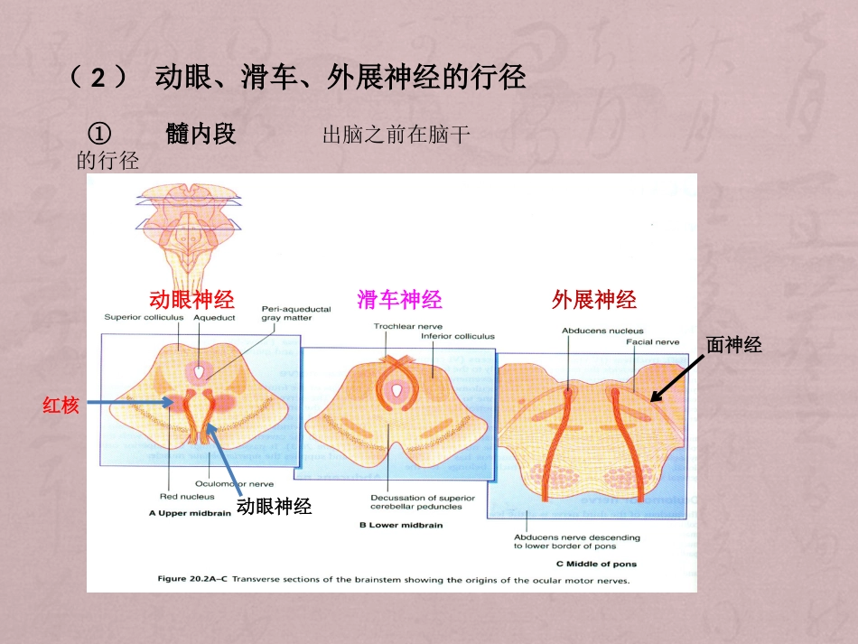核性和核下性眼球运动障碍_第3页