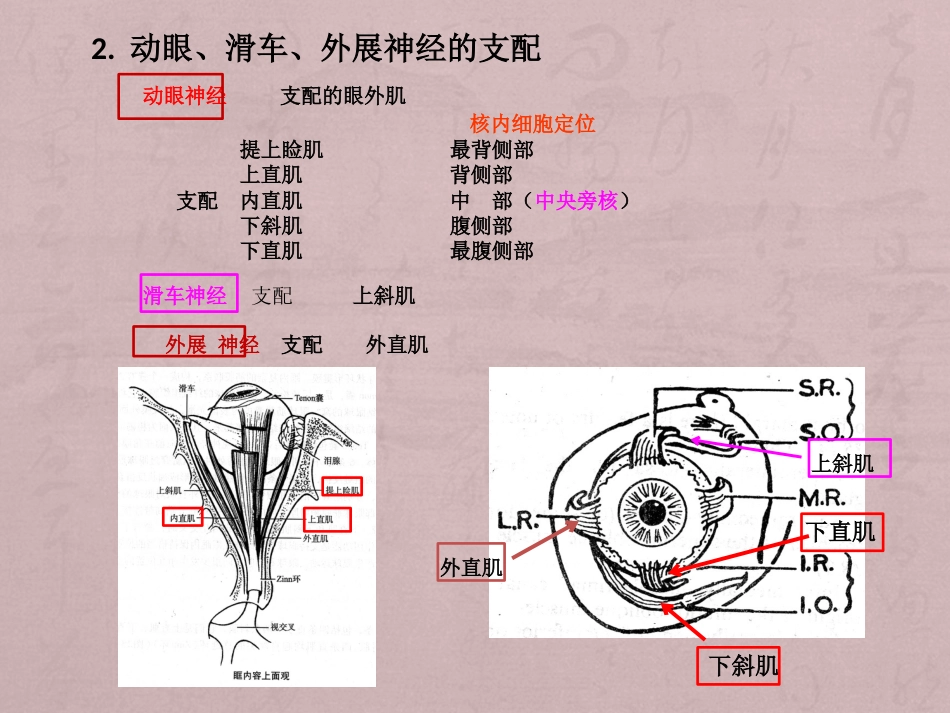 核性和核下性眼球运动障碍_第5页