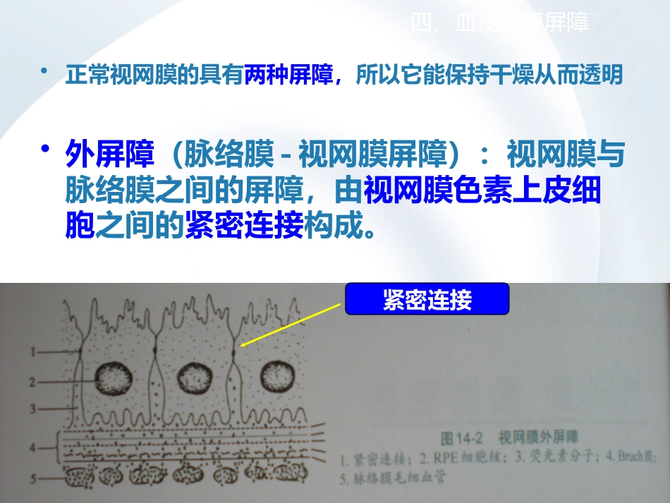 简析视网膜结构_第10页
