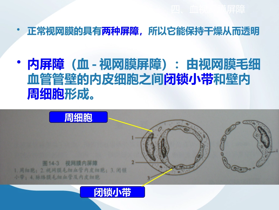 简析视网膜结构_第11页