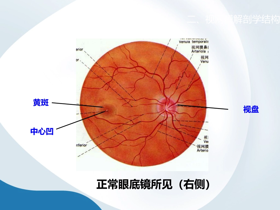 简析视网膜结构_第4页