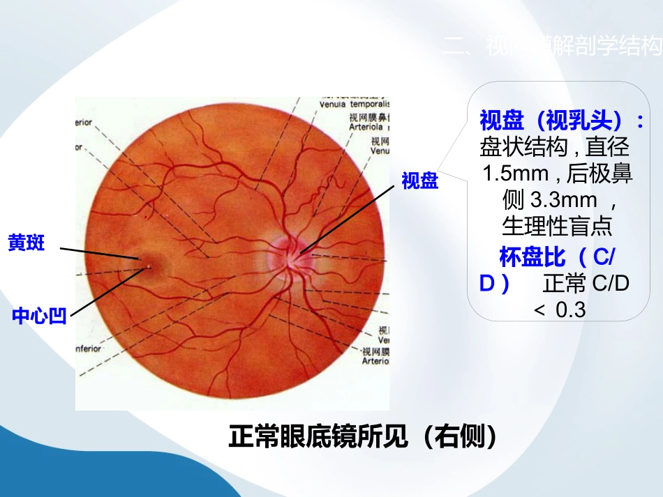 简析视网膜结构_第5页
