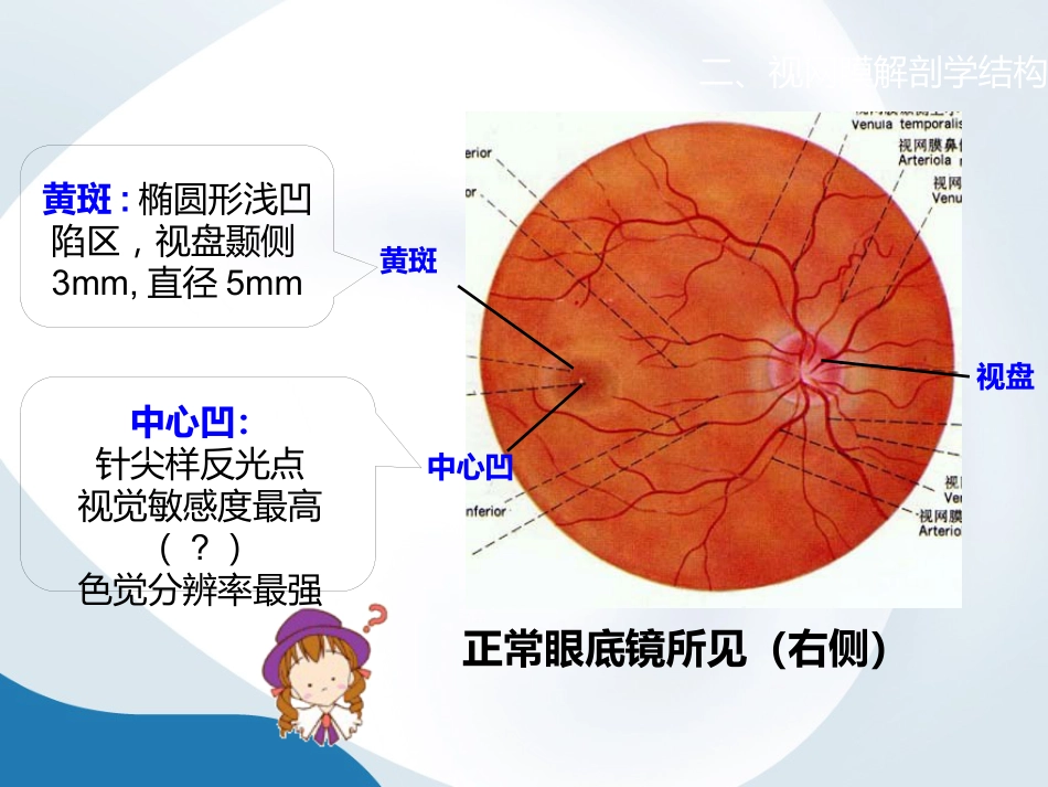 简析视网膜结构_第6页
