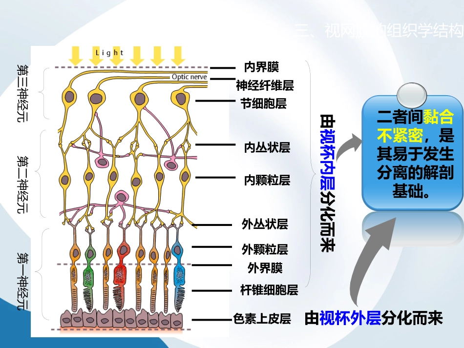 简析视网膜结构_第7页
