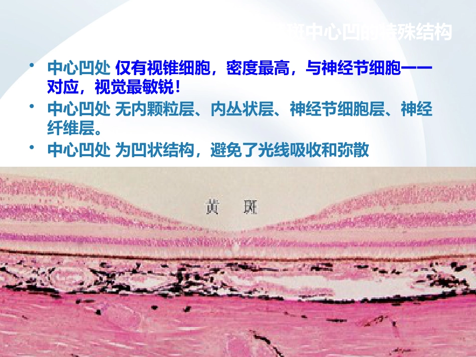 简析视网膜结构_第8页