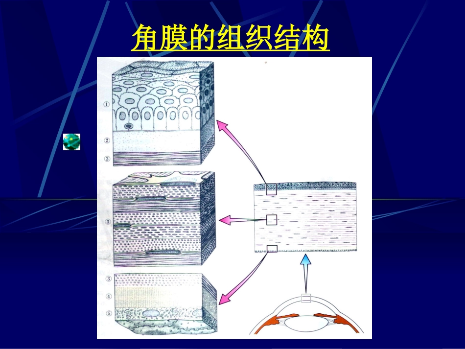 角膜病 (3)_第3页