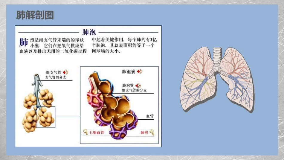 肺部感染性疾病2_第4页