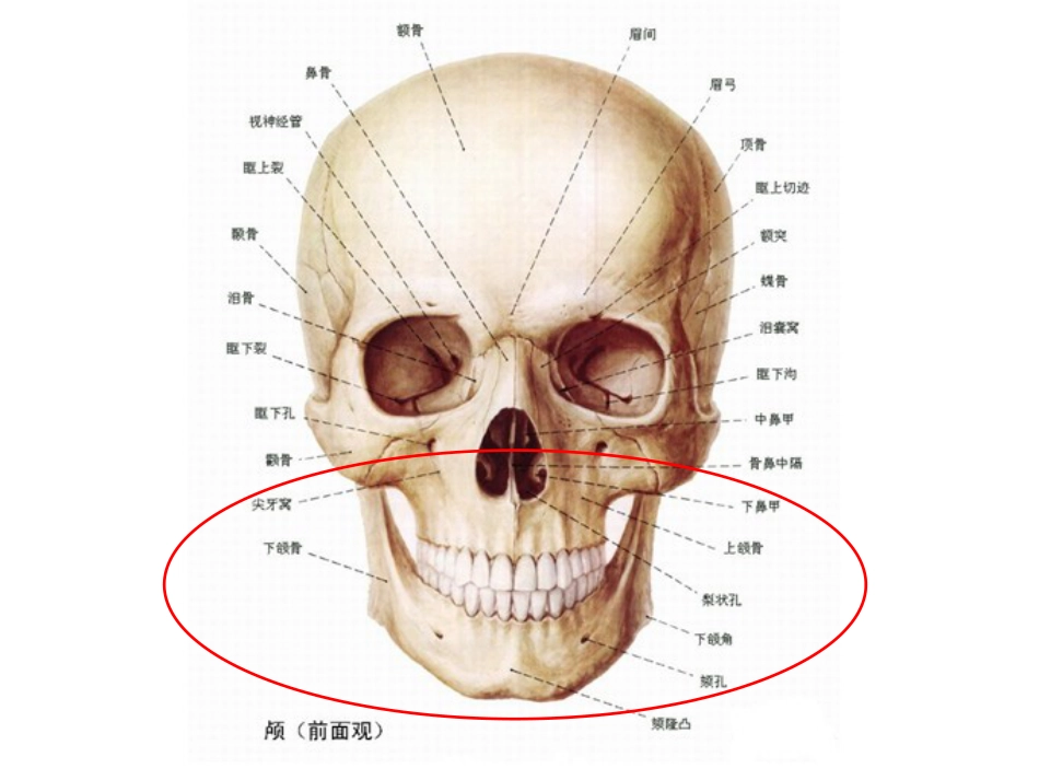 《口腔基础知识》ppt课件_第3页