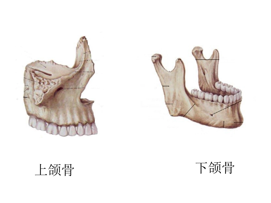 《口腔基础知识》ppt课件_第4页