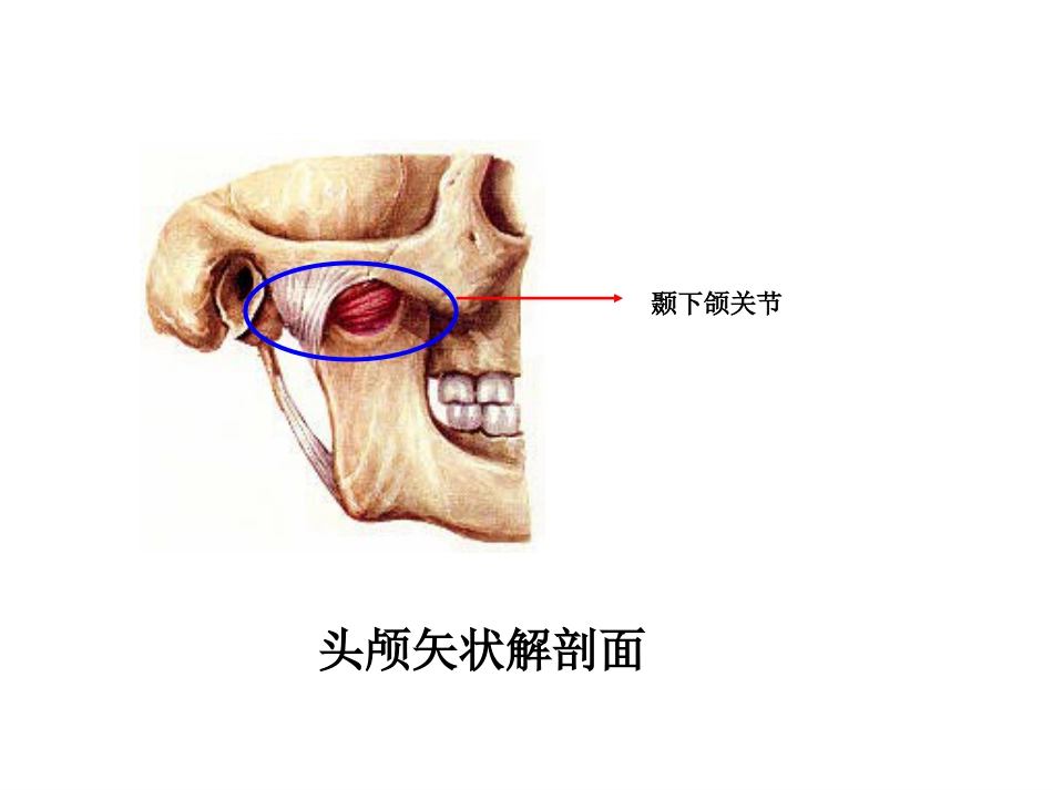 《口腔基础知识》ppt课件_第5页