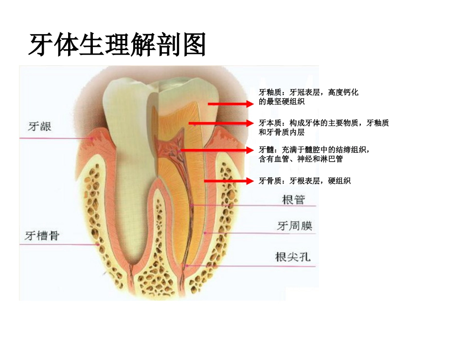 《口腔基础知识》ppt课件_第6页