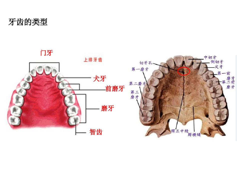《口腔基础知识》ppt课件_第7页