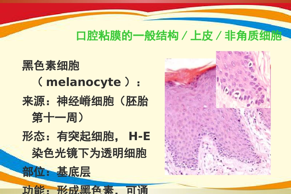 《口腔黏膜病》PPT课件_第12页