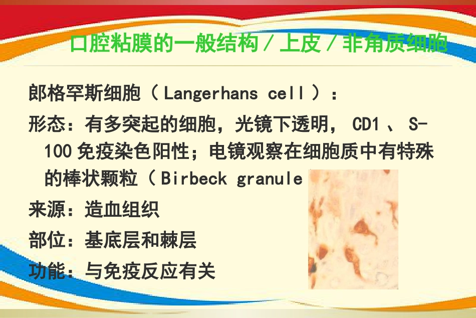 《口腔黏膜病》PPT课件_第14页