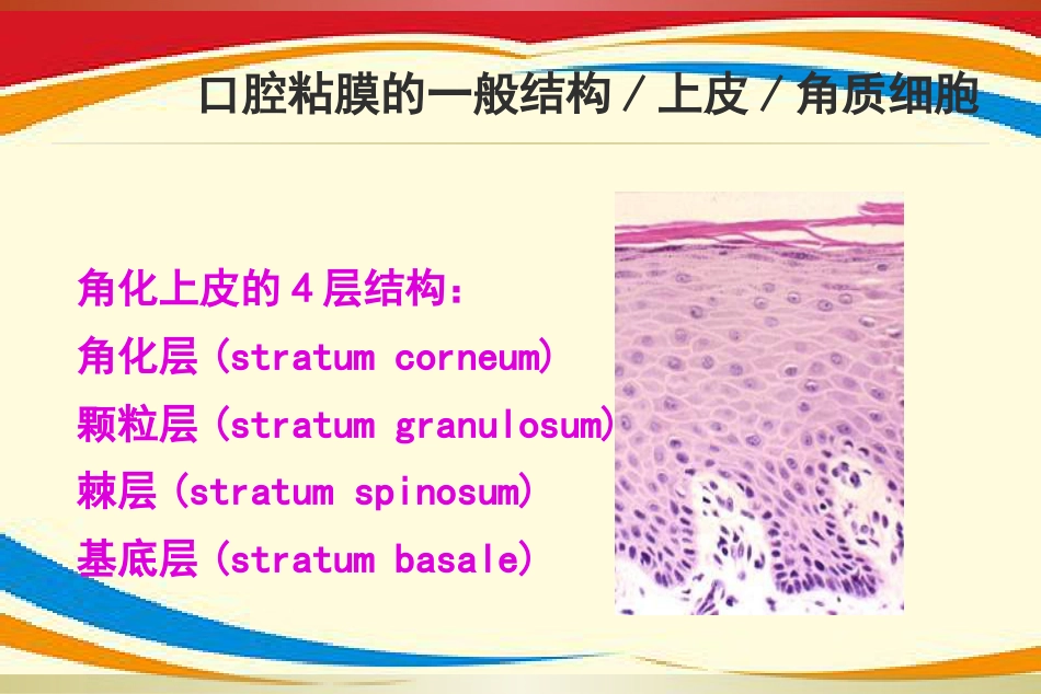 《口腔黏膜病》PPT课件_第4页