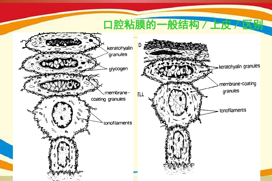 《口腔黏膜病》PPT课件_第8页