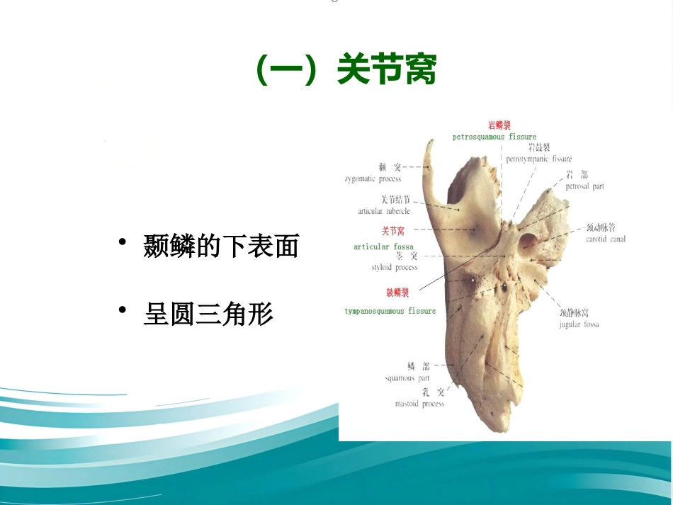 【口腔医学】颞下颌关节PPT课件_第11页