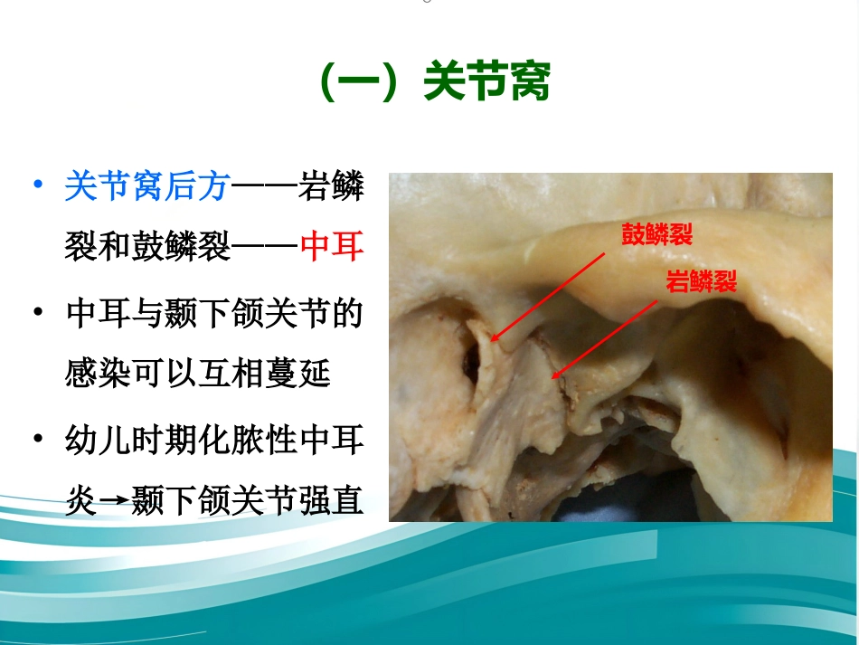 【口腔医学】颞下颌关节PPT课件_第12页