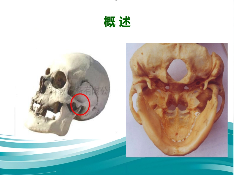 【口腔医学】颞下颌关节PPT课件_第3页