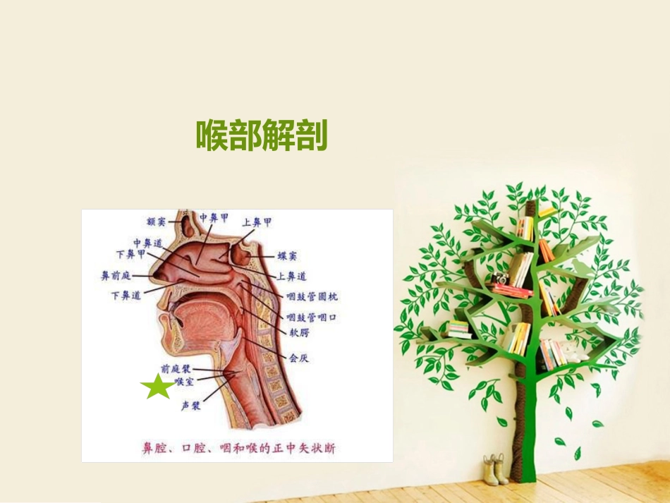 喉部解剖 ppt_第1页