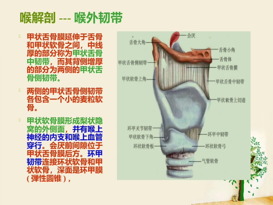 喉部解剖 ppt_第10页