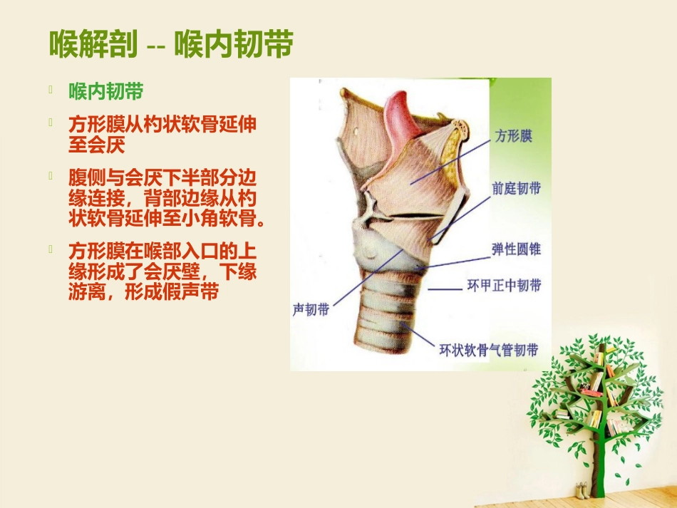 喉部解剖 ppt_第11页