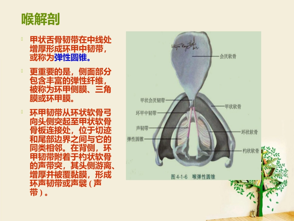 喉部解剖 ppt_第12页