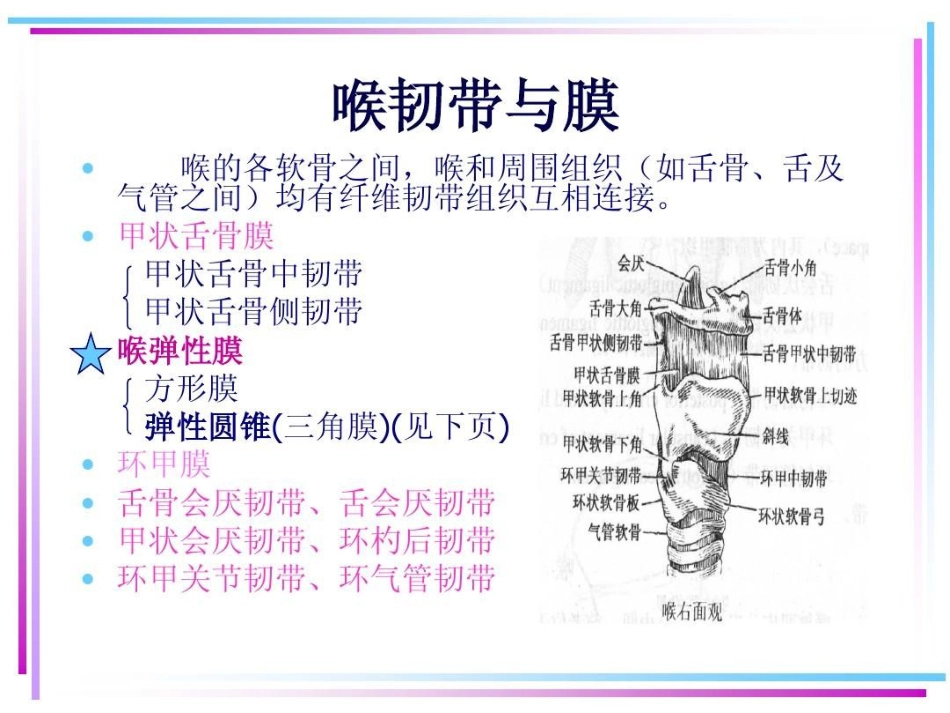 喉部解剖 ppt_第13页