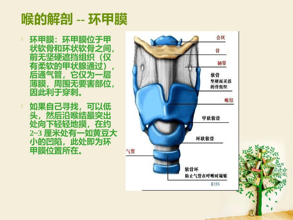 喉部解剖 ppt_第14页