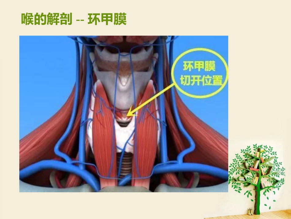 喉部解剖 ppt_第15页