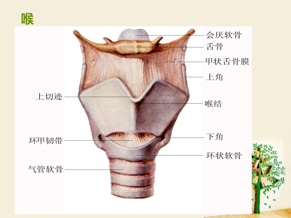 喉部解剖 ppt_第2页