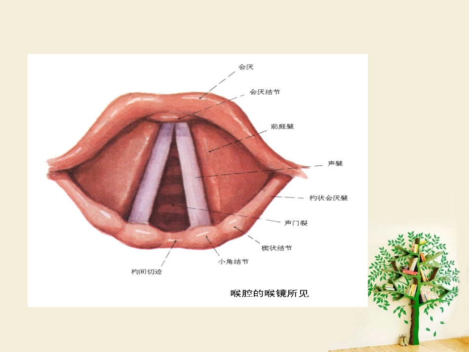 喉部解剖 ppt_第3页
