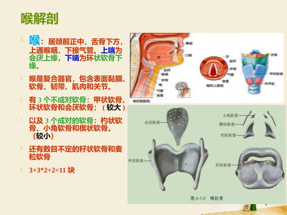 喉部解剖 ppt_第4页