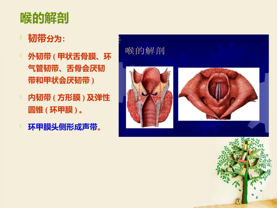 喉部解剖 ppt_第5页