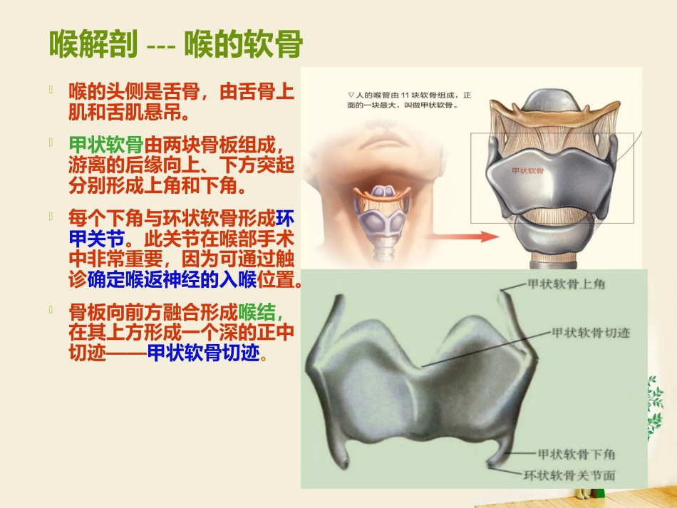 喉部解剖 ppt_第6页