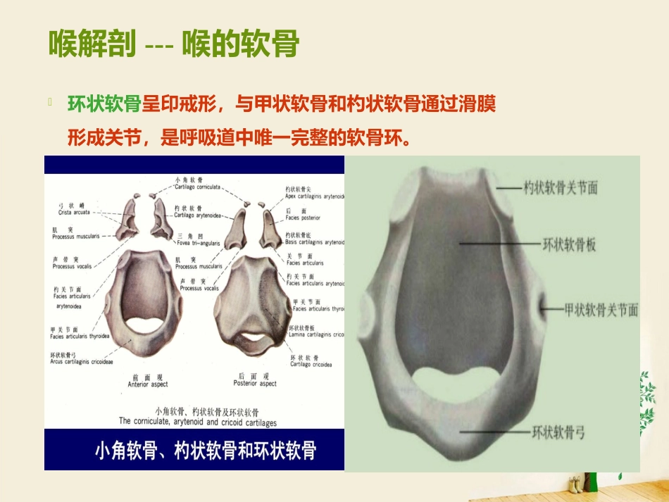 喉部解剖 ppt_第7页