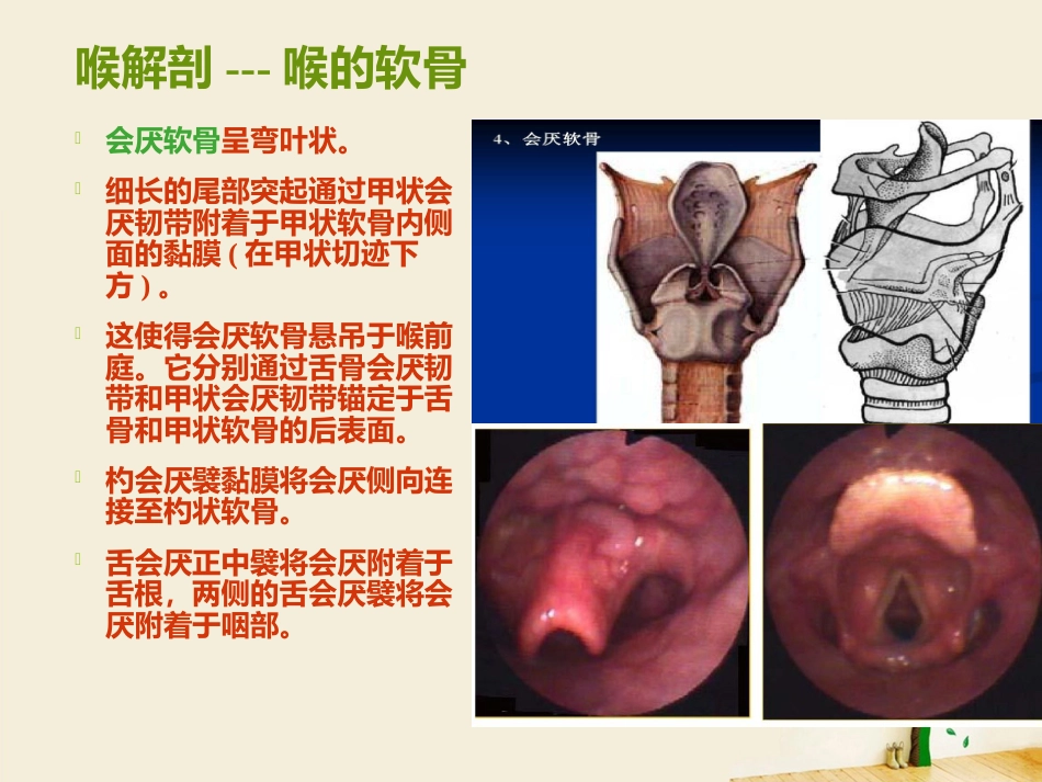 喉部解剖 ppt_第8页
